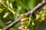 Lanceleaf buckthorn